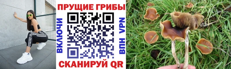 купить наркотик  Алупка  Псилоцибиновые грибы ЛСД 